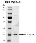Recombinant ABL2 (279-546) protein gel