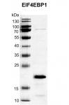 Recombinant EIF4EBP1 protein