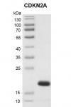 Recombinant CDKN2A protein