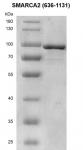 Recombinant SMARCA2 (636-1131) protein