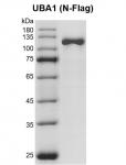 Recombinant UBA1 protein gel.