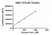 Recombinant UBA1 protein activity assay.