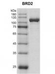 Recombinant BRD2 protein Coomassie gel
