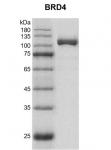 Recombinant BRD4 protein gel