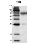 Recombinant TDG protein Coomassie gel