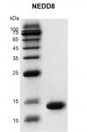 Recombinant NEDD8 protein Coomassie gel