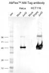 AbFlex<sup>&reg;</sup> AM-Tag antibody (rAb) tested by Western blot.