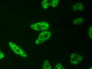 AbFlex<sup>®</sup> RNA pol II CTD phospho Ser2 antibody (rAb) tested by immunofluorescence.