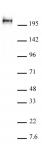 AbFlex<sup>&reg;</sup> RNA pol II CTD phospho Ser5 antibody (rAb) tested by Western blot.