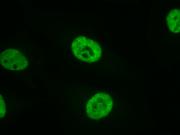 AbFlex<sup>®</sup> RNA Pol II antibody (rAb) tested by immunofluorescence.