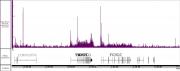 AbFlex<sup>®</sup>AbFlex® RNA Pol ll recombinant antibody (rAb) tested by TIP-ChIP.