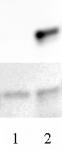 AbFlex<sup>&reg;</sup> Histone H3.3 antibody (rAb) tested by Western blot.