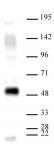 AbFlex<sup>&reg;</sup> HDAC3 antibody (rAb) tested by Western blot.