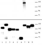 Specificity of AbFlex® KDM5A demonstrated by Western blot.