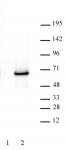 AbFlex<sup>&reg;</sup> c-Myc antibody (rAb) tested by Western blot.
