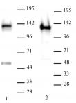 AbFlex<sup>&reg;</sup> SMARCA1 / SNF2L1 antibody (rAb) tested by Western blot.