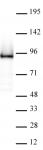 AbFlex<sup>®</sup> Rad21 antibody (rAb) tested by Western blot.