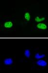 AbFlex<sup>®</sup> Rad21 antibody (rAb) tested by immunofluorescence.