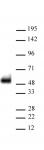 AbFlex<sup>&reg;</sup> p53 antibody (rAb) tested by Western blot.