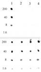 AbFlex<sup>&reg;</sup> Histone H3K4me0 antibody (rAb, mouse) tested by dot blot analysis.