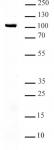 AbFlex<sup>®</sup> KAT2A (GCN5) antibody (rAb) tested by Western blot.