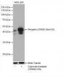 CREB1 phospho Ser133 (rAb), 100 µg tested by Western blot.